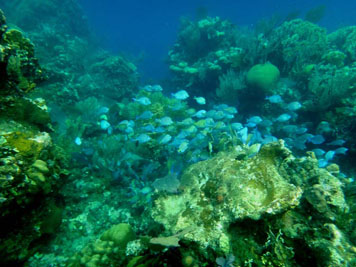 Roatan reef enchantment